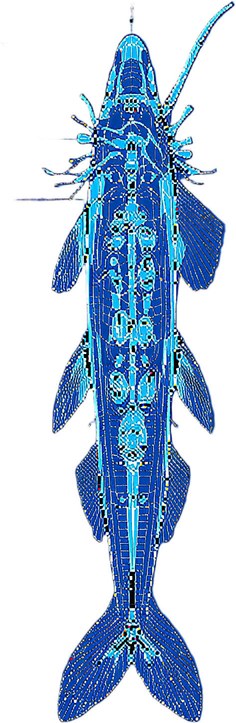 Crystallophorus borealis — Plate VIII — design motif