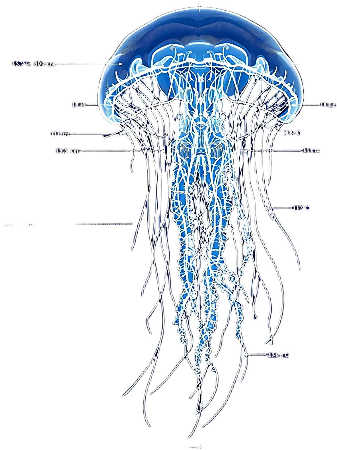Photophorus tentacularis — Plate II — design motif