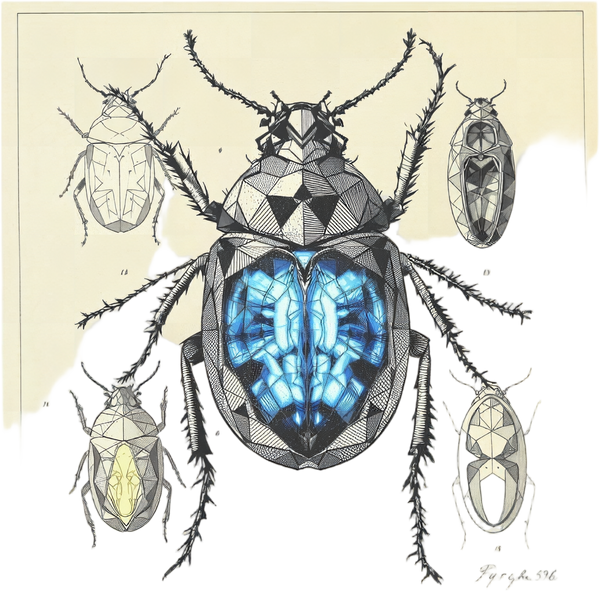 Scarabaeus luminis — Planche II — design motif